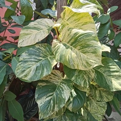 phai639645's profile picture. 