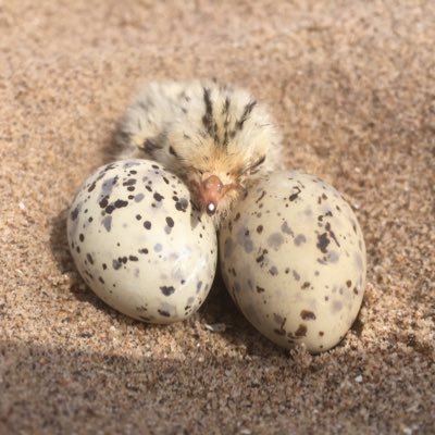 A page dedicated to the seasonal Shorebird work at Gibraltar Point NNR, Lincolnshire. Updates from the Shorebird team as it happens on the ground.