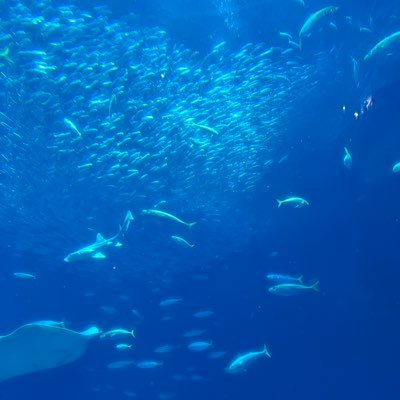 emu_suke_'s profile picture. 30代/都内/M/変態/普段はかなりお堅い仕事をしています