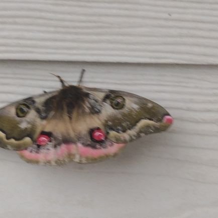 RoxanaKNA's profile picture. 