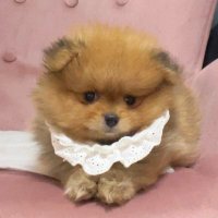 タレ耳のたわしちゃん (@tawanwan0103) 's Twitter Profile