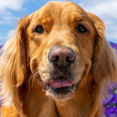 Goldie serves as canine ambassador at The University of Tulsa, uniting the spirit of our campus and our community.