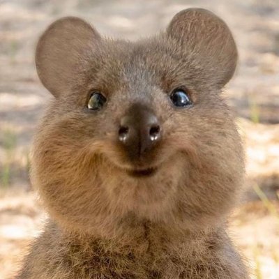 Quokka is known as the happiest animal in the world for its rounded face and friendly facial expression