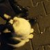 loveurmeows (@loveurmeows) Twitter profile photo loveurmeows (@loveurmeows) Twitter profile photo
