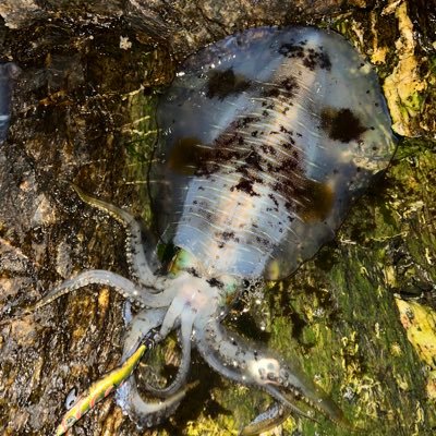 CGp2rxy2BCLoaSC's profile picture. 