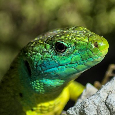 Photographe naturaliste amateur

lubiiste confirmé

Passionné/Curieux 

Collectionneur de cactus et autres plantes

j'❤️ le thé, les sciences, la musique....