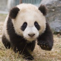 Cute Panda 🐼(@Pandu_is_back) 's Twitter Profile Photo