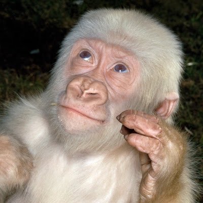 VanillaGor49849's profile picture. 