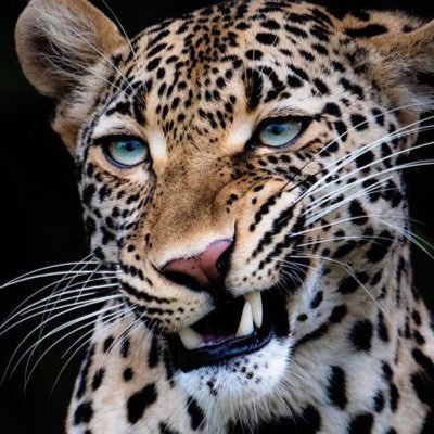 ogmsmith's profile picture. 