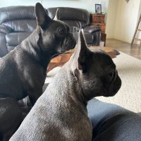Blu and Birdie(@bluthefrenchiee) 's Twitter Profile Photo