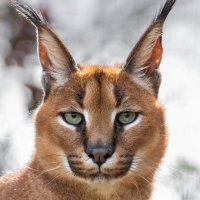 Jason Bourne (@jasonbourne6902) 's Twitter Profile