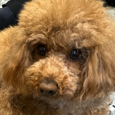 shio__1123's profile picture. SU CPA 2025/2026