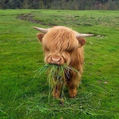 $Chompy Cow is a baby Highland Cattle, chomping on some grass.

GnPvXsRZ5ax2gsZwVyuE9iD48SYQgz7q4JYjefA1Wpi1