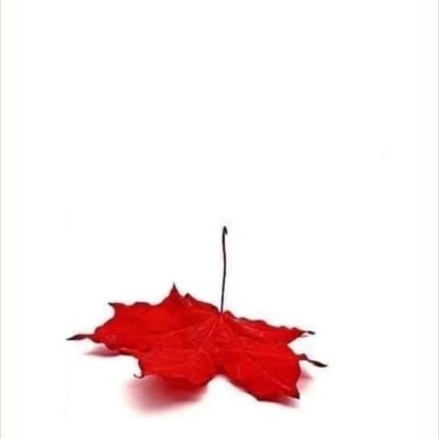 CitizenMidgaard's profile picture. Trapped in a country that doesn't resemble the 🇨🇦 I grew up in at all. Just waiting for the shooting to start.
#edgeofcollapse