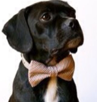 MSUprobz's profile picture. Murray State University