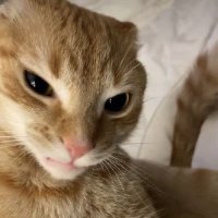 َ (@lll_iiv) 's Twitter Profile