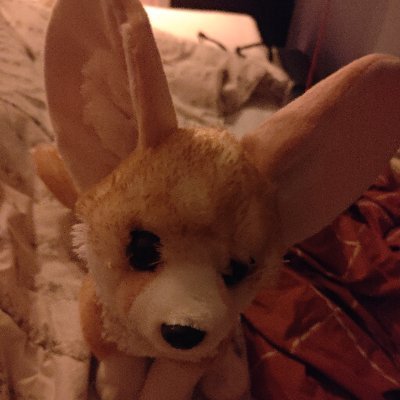 I am Shark!
I am a little fennec fox that travels together with his mommies to different places and sees the most beautiful places!
Join me in my adventures!