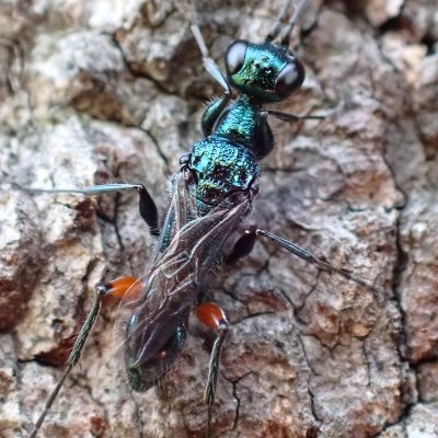 沖縄北部で昆虫とかを捕ったり、撮ったりしている膜翅屋を名乗ろうと勉強中の高校生です。最近ヒメバチ上科とヤセバチ上科に興味がわいてます。使ってるカメラはTG-6です。どうかよろしくお願いします。