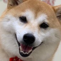 るーるる🌱𓂃 𓈒𓏸 (@pukurinchan_) 's Twitter Profile