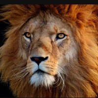 ThoughtfulCourage (@lsebaitaly) 's Twitter Profile