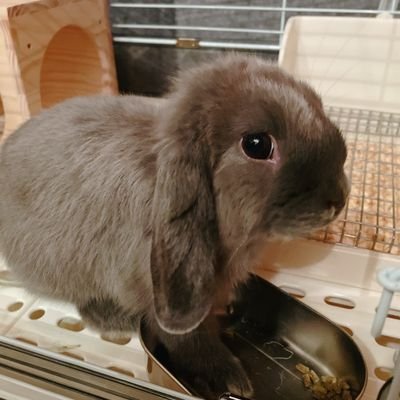 2024.3.29
念願のうさぎを飼いました🙂
🐇🐇🐇🐇🐇🐇🐇🐇🐇🐇
2023.12.23生まれの女の子です。。
『 ぴの 』です🐇🐇🐇