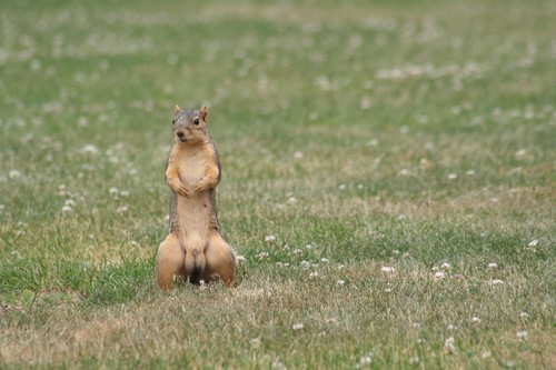 Pure Michigan lifer, fan of  Detroit sports,  Classic Movies,  60's music,  Doo Wop on PBS,  God Bless the Men & Women protecting the USA. 🐿️