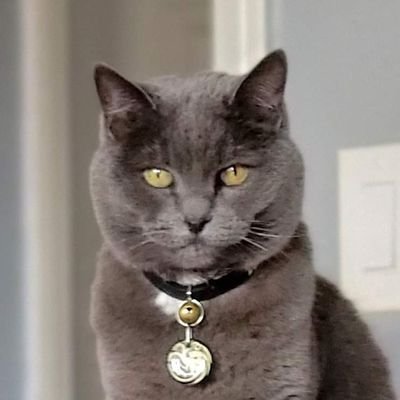 Math teacher, photographer, progressive, animal rights activist, vegetarian, goddess of cats, Crumb (with Cracker Soul), powerful woman, traveler, night owl.