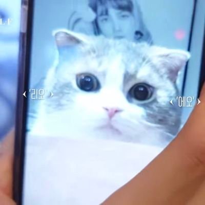 gallecat_ Profile Picture