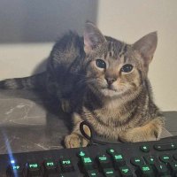 Sye (@sye_coc) Twitter profile photo