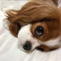 ごう (@gougougou_) 's Twitter Profile Photo