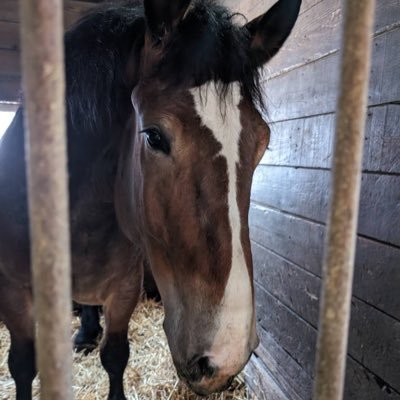 高校に通いながら馬の世話をしています‼️ホクショウ軍団よろしくお願いします‼️今回みたいの育成を失敗しないよう頑張ります牛の投稿はしないですけど、一応牛も飼ってるので‼️  まだ3年目なのでアドバイスよろしくお願いします