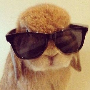 The coolest Bunny