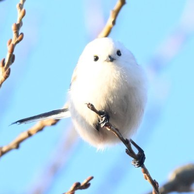新浜、旧汐入の池、鼠島、一色塩田、今はなき鳥の楽園、K.1~K.626を愛する一般人。LL国内550以上で鳥見歴49年。Off Course な人生かも。