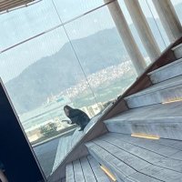 松本 莉佳 (@rika_045) 's Twitter Profile