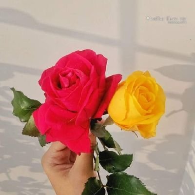 UrmiDas7634146's profile picture. 