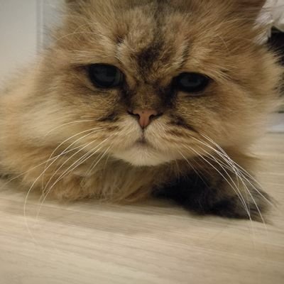 mamatsuri19's profile picture. 株を趣味にしたい主婦🙈