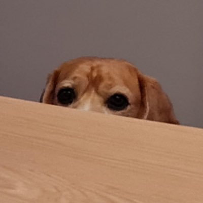 beagle_boi Profile Picture