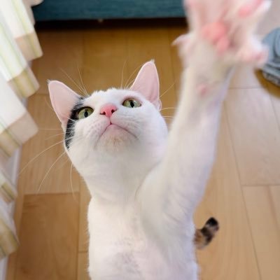 横浜在住の三毛猫の【まにー】女の子だよ！Twitter始めたからフォローしてね♡とっても人見知り･猫見知りだけど、鳥のお友達や虫のお友達とは、毎日お話中✨ここだけの話…名前を漢字にすると【金】なの♡金運アップしちゃうかも？　#まにー様　無言フォロー失礼してます…💦ほしい物リスト待ってます♡