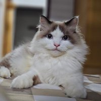 Theo T.Blung (@theotblung) 's Twitter Profile