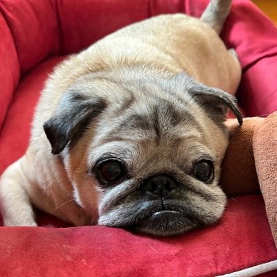 karkigori's profile picture. Farming HyperEVM 🌳

My fav protocols (tried many): 
https://t.co/tulHakUnCk
https://t.co/QFsDPmctOJ
https://t.co/oNy3TH5nj7