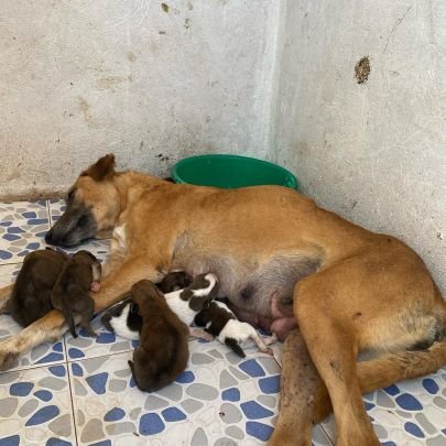 Saving one dog will not change the world but surely for that one dog ,the world will change forever .support me paypal link 👇👇