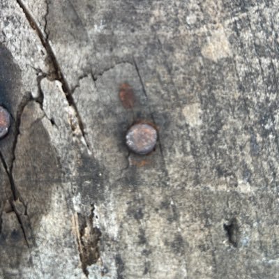 baranda_necha's profile picture. 