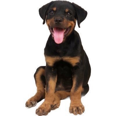 Rottweiler Influencer👑. Dog content📝. Dog sales🐕. Dog book sales📙. Rehoming dogs🏠. Business page: @ShopForYourPets. Bollywood🇮🇳❤️. Paid consultation💰