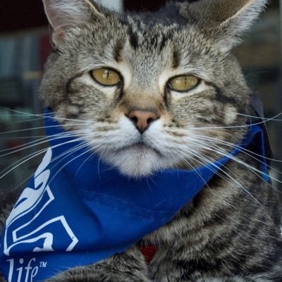 The Degen’s Hero Cat $TARA                           https://t.co/ibvVXkoH62