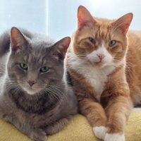 Mawmaw (@jocysmawmaw) 's Twitter Profile