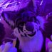 Wolferdoodles.bsky.social (@wolferdoodles) Twitter profile photo Wolferdoodles.bsky.social (@wolferdoodles) Twitter profile photo