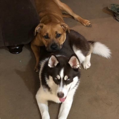 liviticus121's profile picture. 