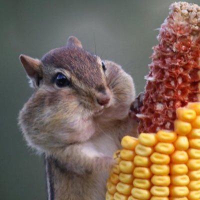 choi81xin's profile picture. 기