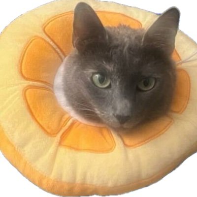 CATWIFDONUT The Dogecoin creators cat $BOBA 
Community TG: https://t.co/xHBEr2a6gC