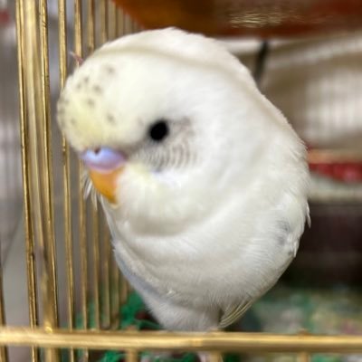 🕊セキセイインコ🐢ミシシッピアカミミガメ、ヒガシヘルマンリクガメと暮らしています。https://t.co/7LCZLBg9kN apple大好き❤